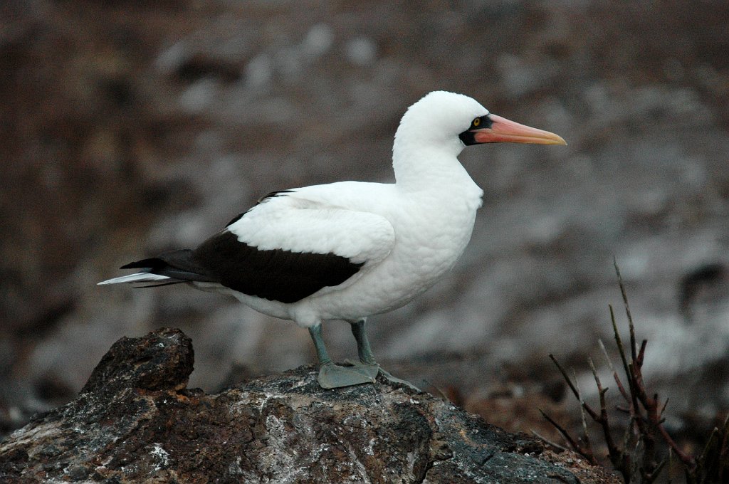 Booby, Nazca, 2004-11045944.JPG - Nazca Booby, Galapagos, 2004